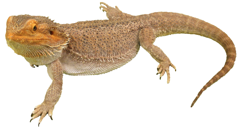 Bearded Dragon Photos Transparent PNG Image