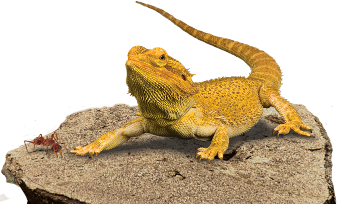 Bearded Dragon Transparent Background Transparent PNG Image