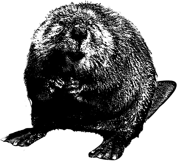 Beaver Clipart Transparent PNG Image