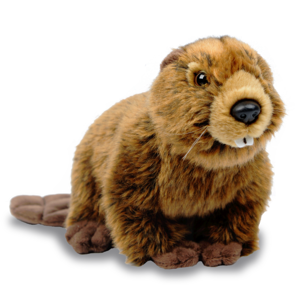 Beaver Hd Transparent PNG Image