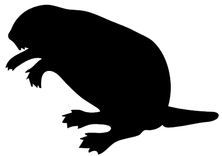 Beaver Transparent PNG Image