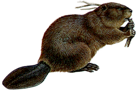 Beaver Picture Transparent PNG Image