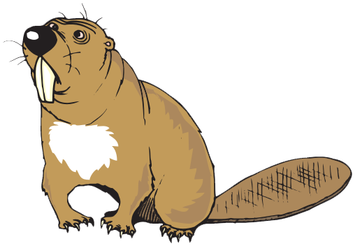 Beaver Transparent Background Transparent PNG Image