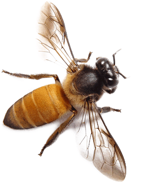 Bee Png 2 Transparent PNG Image