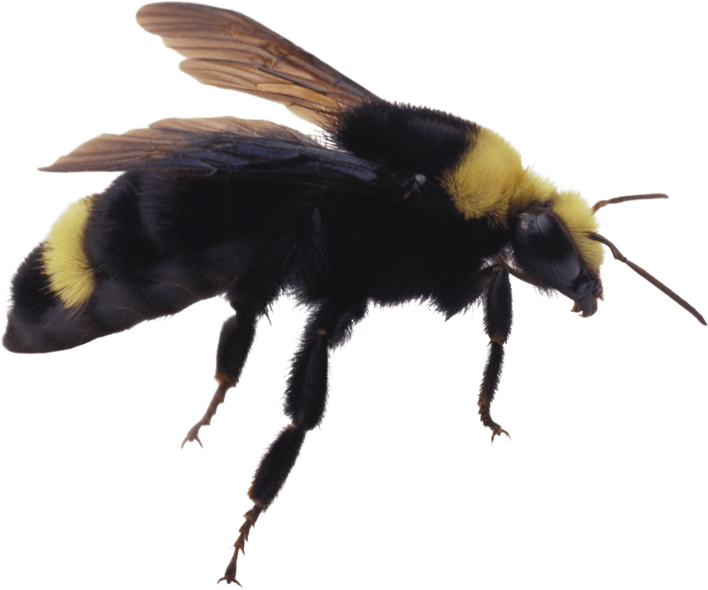 Bee Png Image Transparent PNG Image