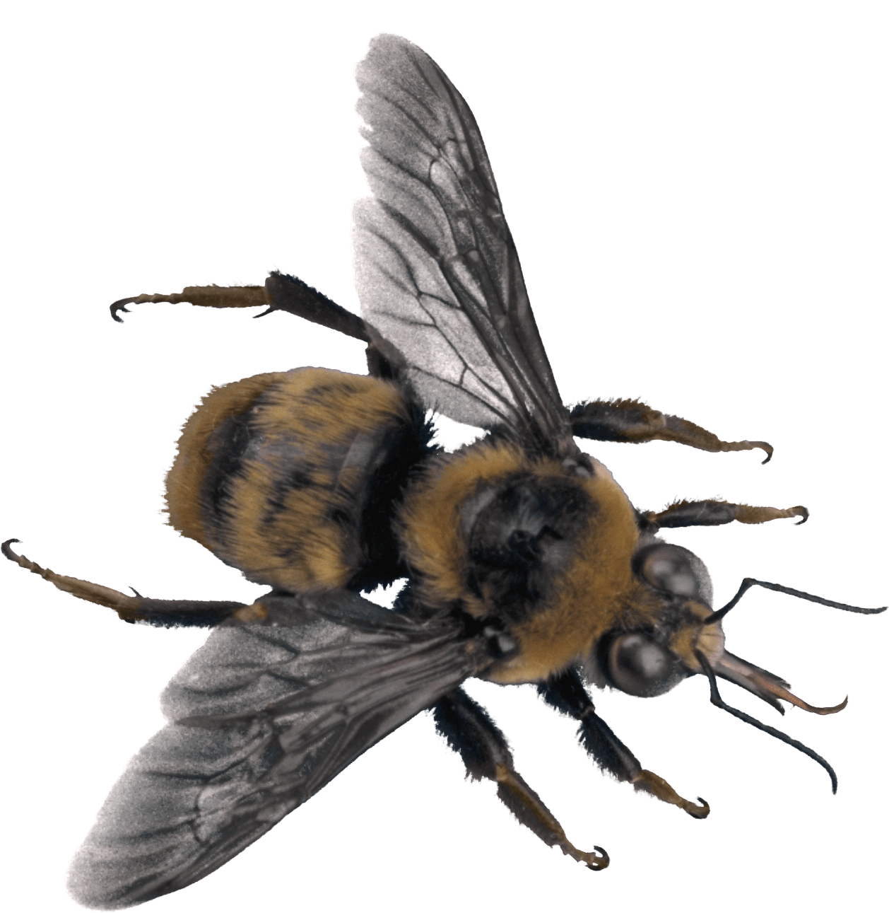 Bee Png Image Transparent PNG Image