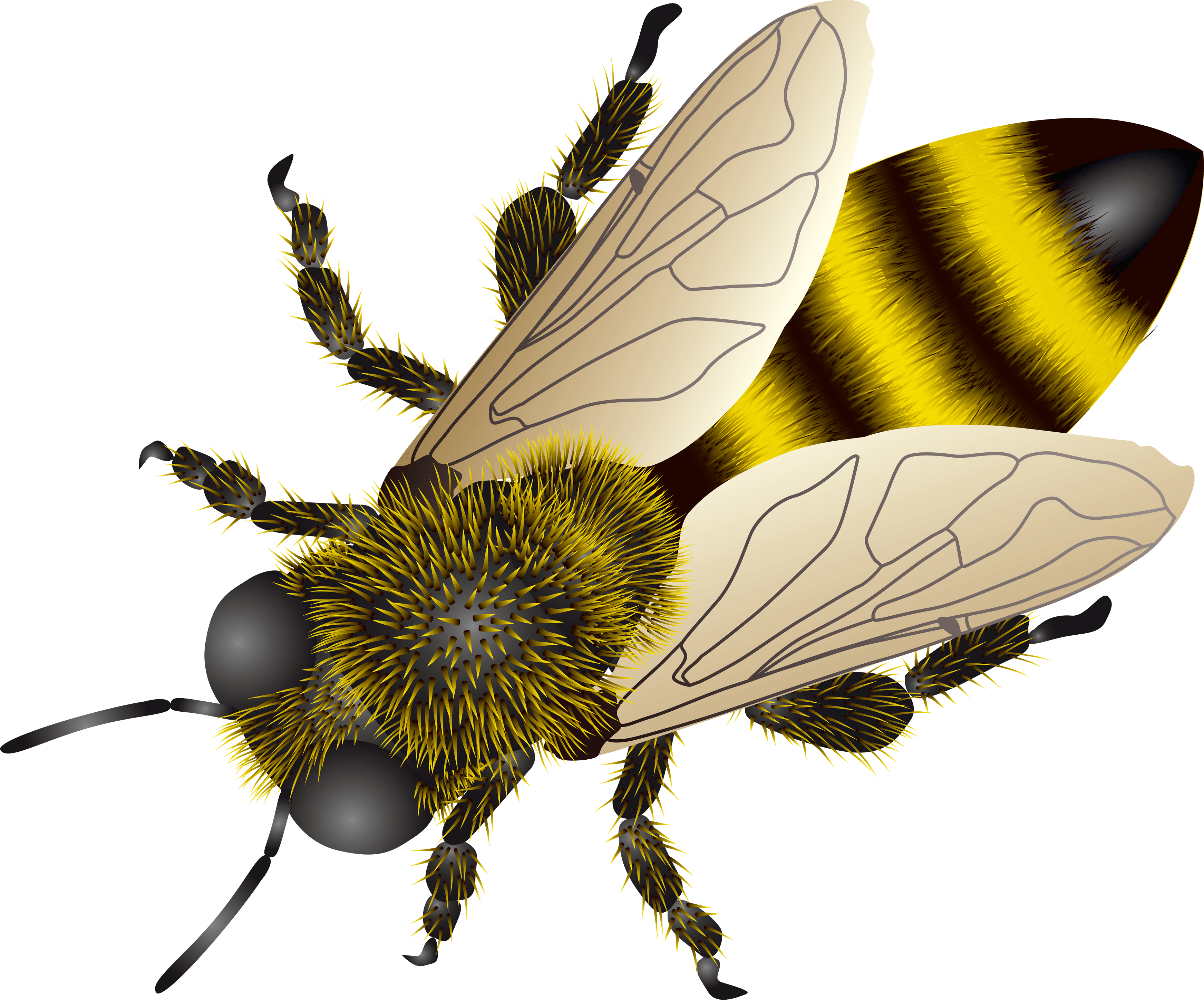 Bee Png Image Transparent PNG Image