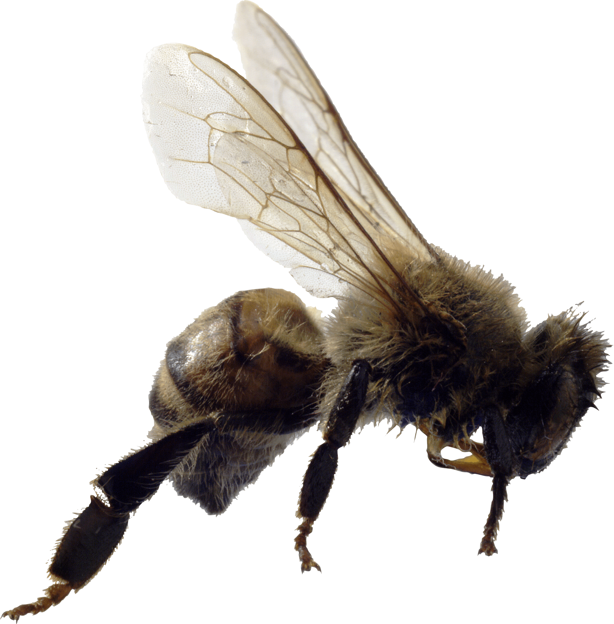 Bee Png Image Transparent PNG Image