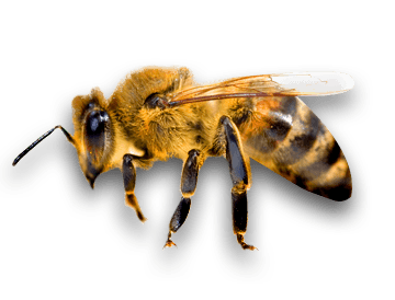 Bee Png Image Transparent PNG Image