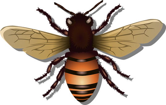 Honey Vector Bee Free PNG HQ Transparent PNG Image