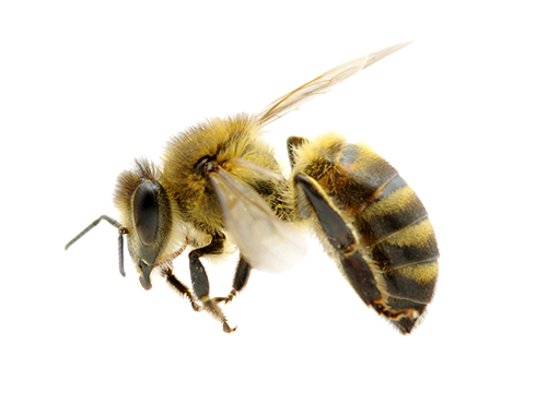 Honey Flying Bee Free HQ Image Transparent PNG Image