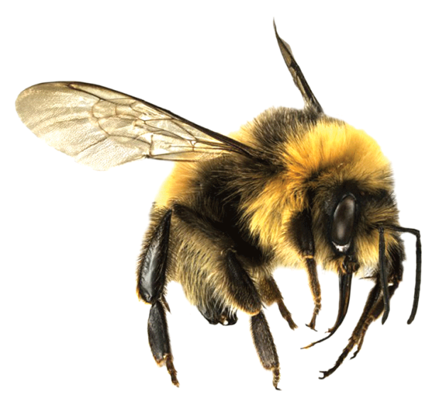 Honey Flying Bee HD Image Free Transparent PNG Image