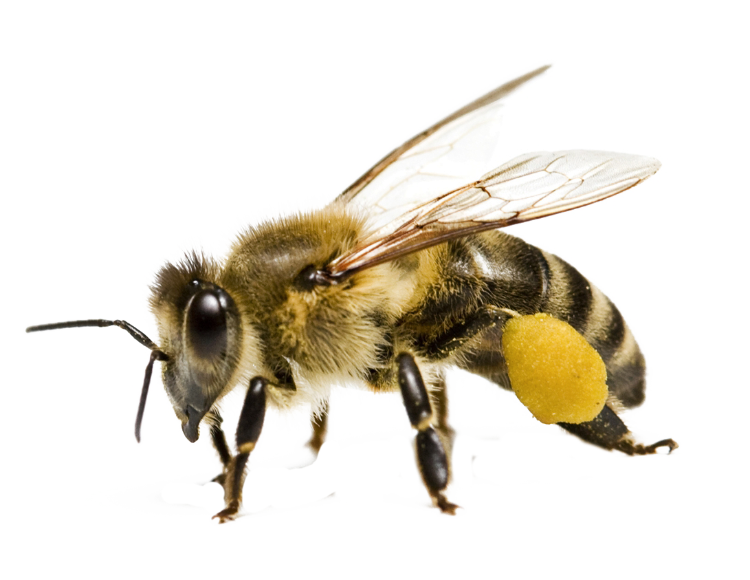 Honey Flying Bee Free HQ Image Transparent PNG Image