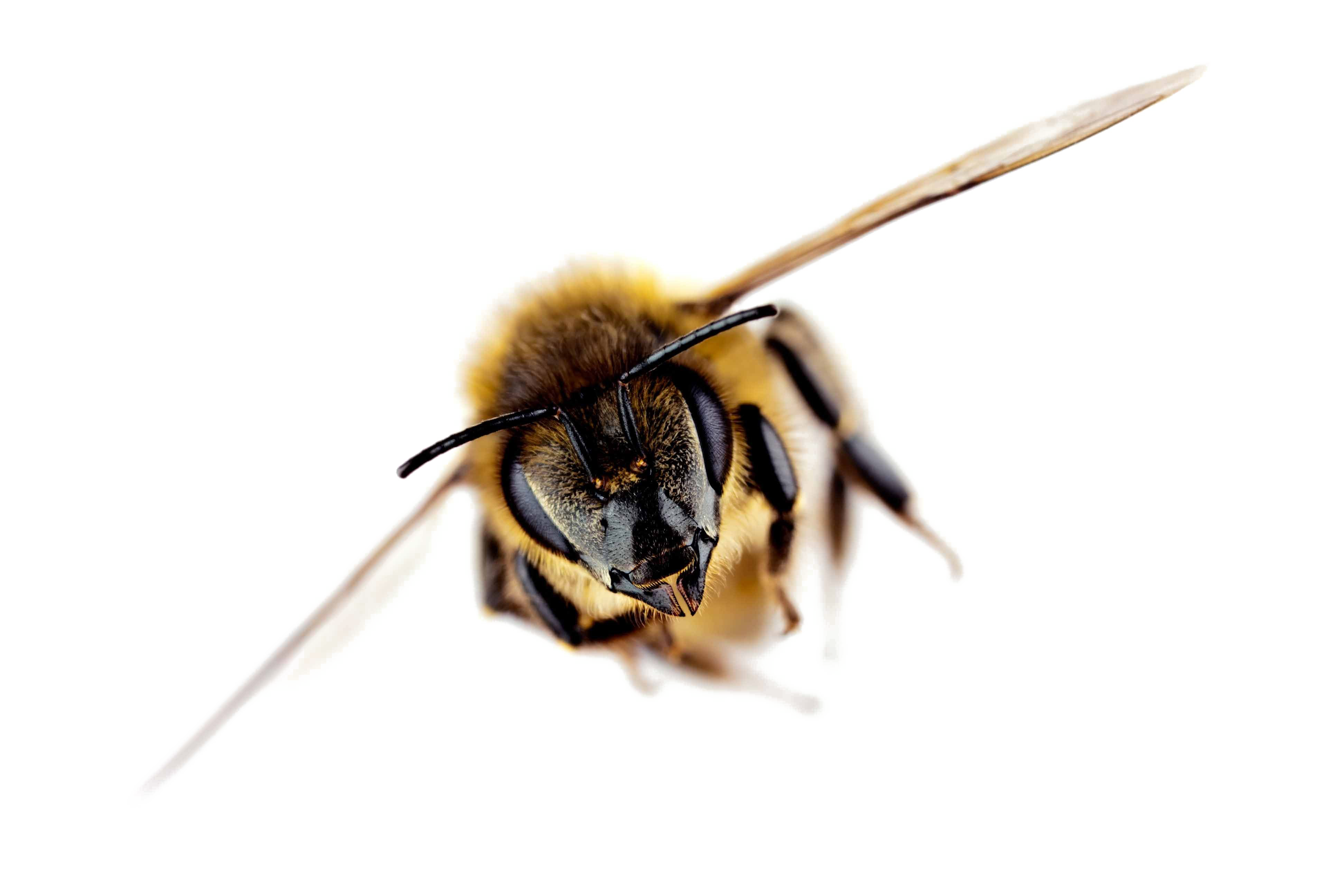 Honey Photos Flying Bee Free Clipart HQ Transparent PNG Image