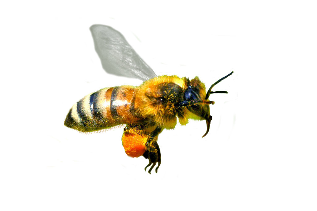 Honey Flying Bee Free Download Image Transparent PNG Image