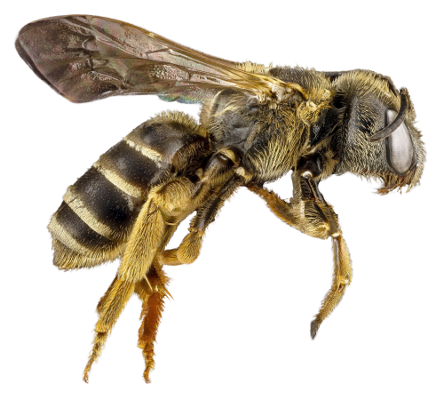 Honey Flying Bee Free Download PNG HD Transparent PNG Image