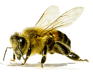 Bee Png Image Transparent PNG Image