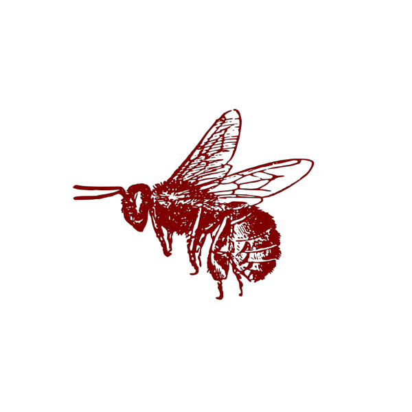 Honey Bee Free Download PNG HQ Transparent PNG Image