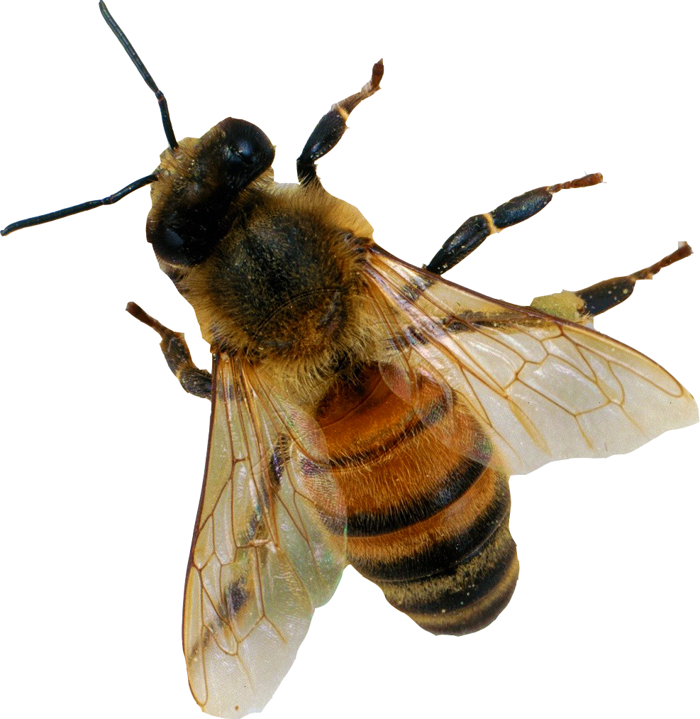 Honey Bee Free Download PNG HD Transparent PNG Image