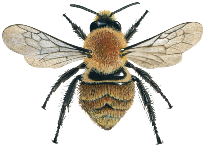 Honey Photos Bee Free Transparent Image HQ Transparent PNG Image