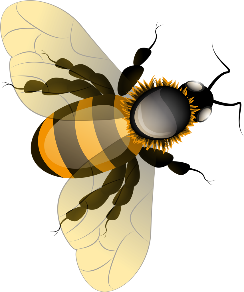 Honey Bee HQ Image Free Transparent PNG Image