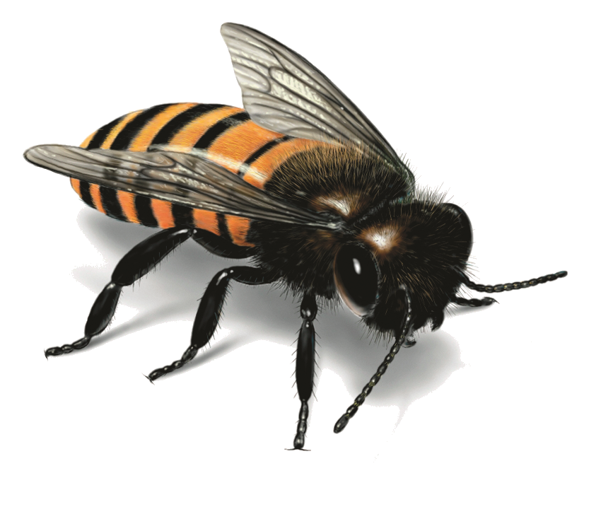 Honey Bee PNG Free Photo Transparent PNG Image