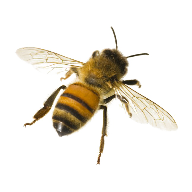 Honey Bee Free Clipart HQ Transparent PNG Image