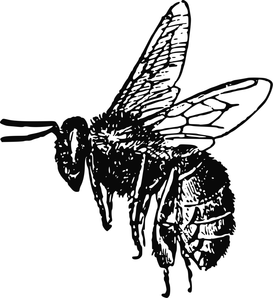 Honey Vector Bee PNG Free Photo Transparent PNG Image