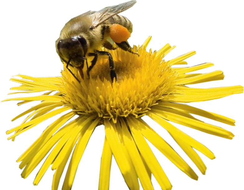 Honey Yellow Bee PNG Download Free Transparent PNG Image