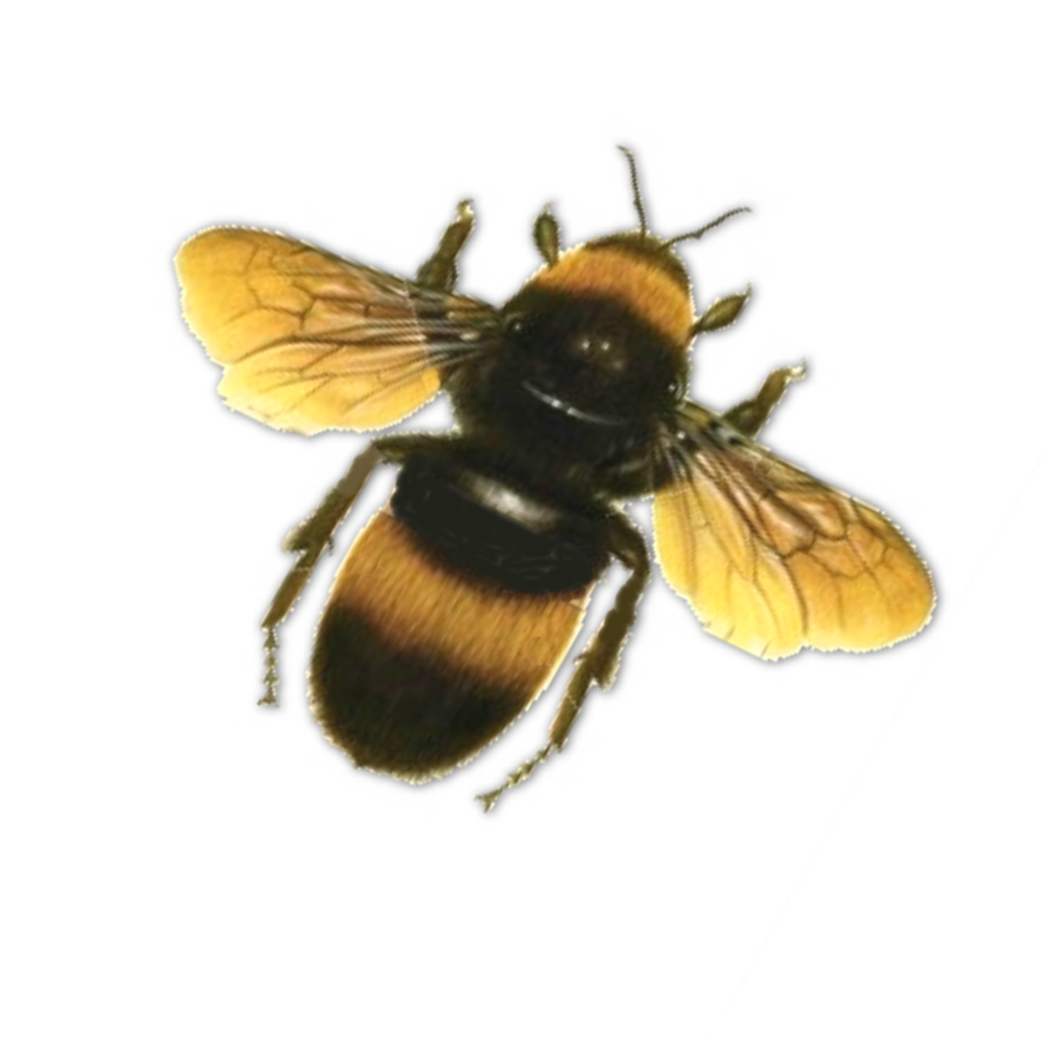 Honey Yellow Bee Free Clipart HD Transparent PNG Image