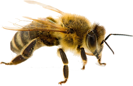 Honey Yellow Bee Free Download PNG HQ Transparent PNG Image