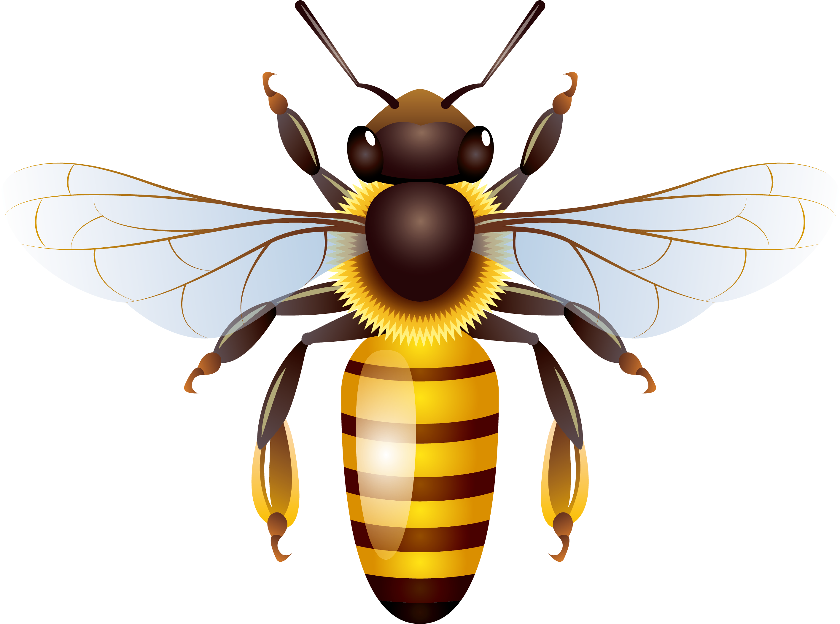 Honey Vector Yellow Bee Free HD Image Transparent PNG Image