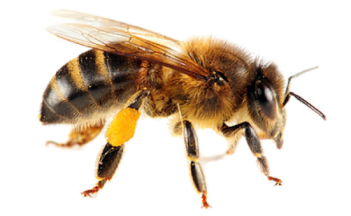 Honey Vector Yellow Bee Free HD Image Transparent PNG Image