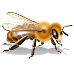 Bee Png Image Transparent PNG Image