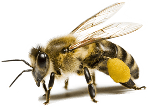 Bee Png Image Transparent PNG Image