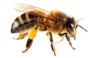 Bee Png 3 Transparent PNG Image