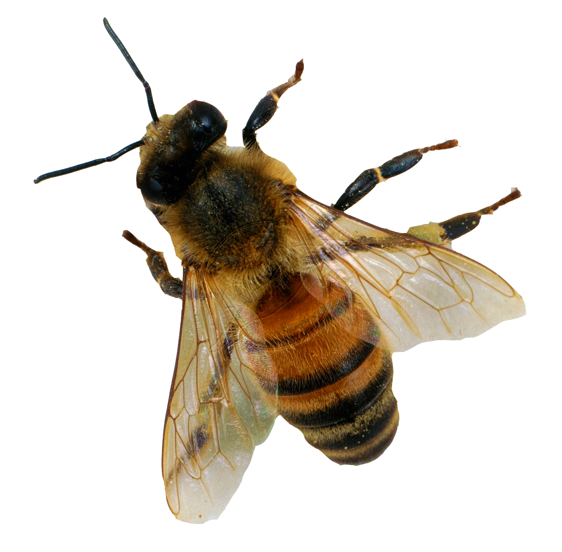 Bee Png 6 Transparent PNG Image