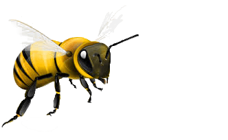 Bee Png Image Transparent PNG Image