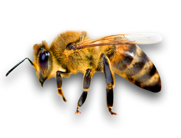 Bee Png 4 Transparent PNG Image