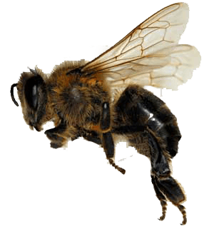 Bee Png Image Transparent PNG Image