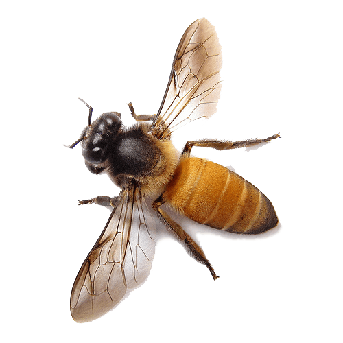 Bee Png Image Transparent PNG Image