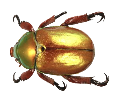 Beetle Free Png Image Transparent PNG Image