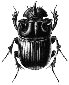 Beetle Png File Transparent PNG Image