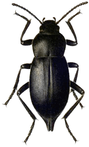 Beetle Png Picture Transparent PNG Image