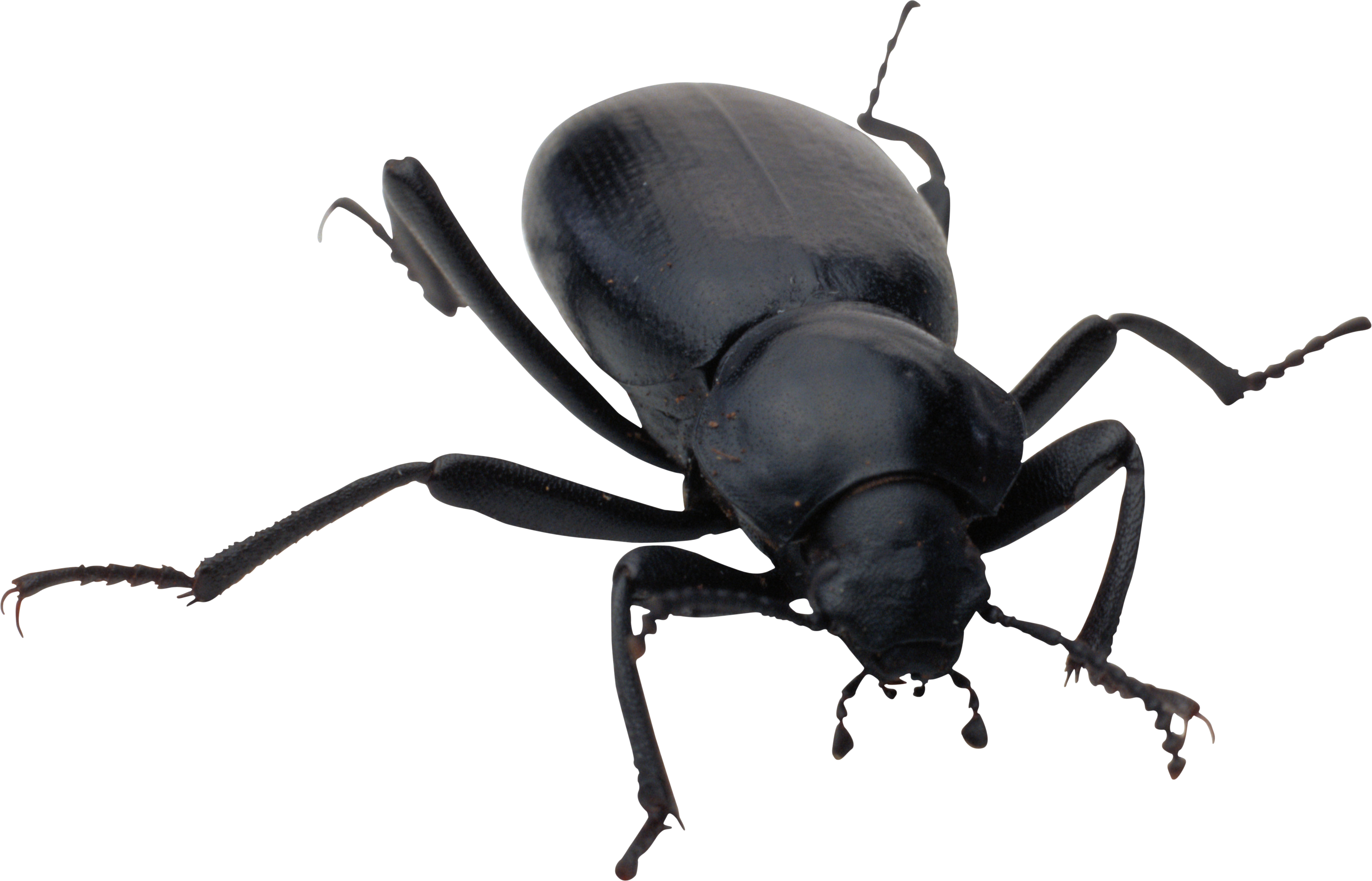 Black Beetle HD Image Free Transparent PNG Image