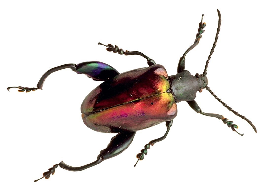 Bug Beetle Free PNG HQ Transparent PNG Image