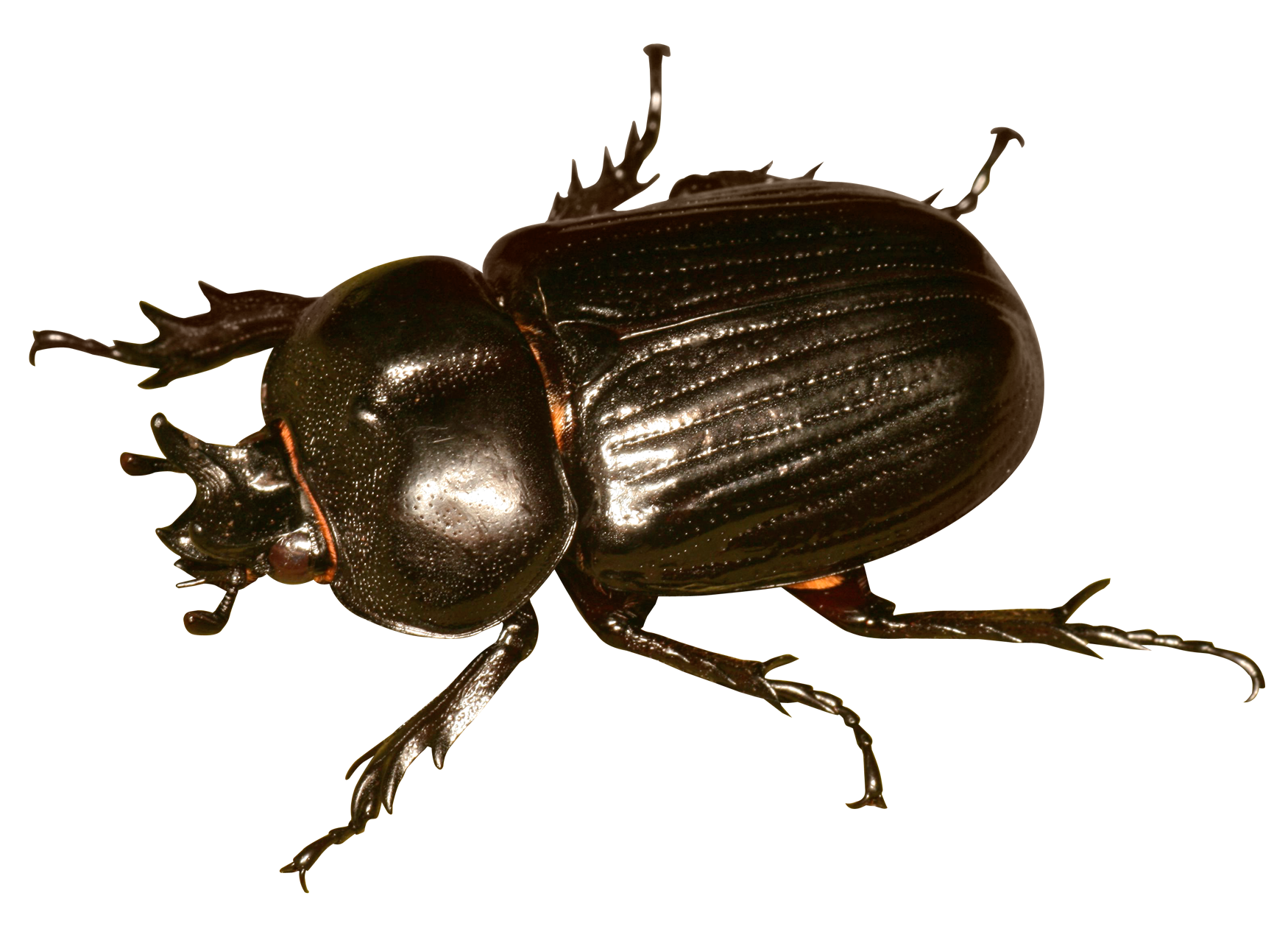 Close Up Beetle Free PNG HQ Transparent PNG Image