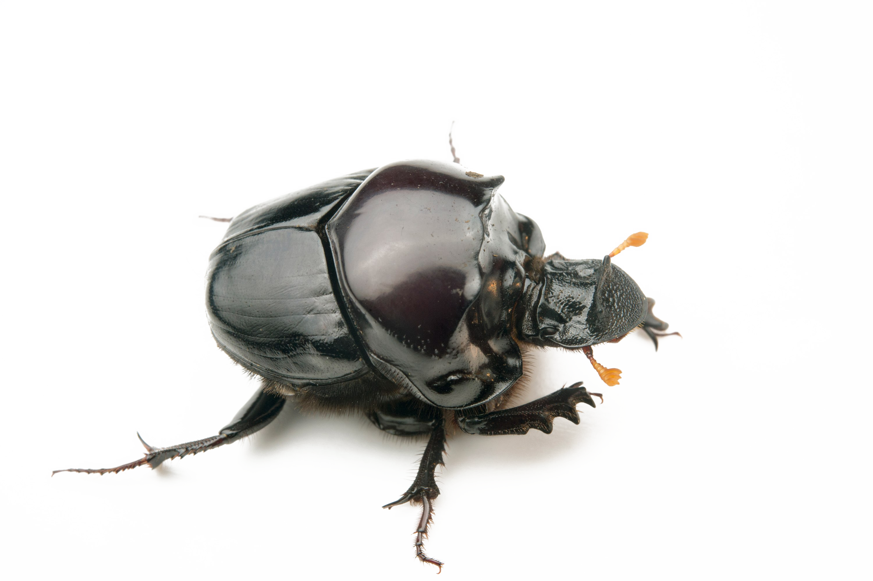 Dung Beetle Free Download PNG HQ Transparent PNG Image