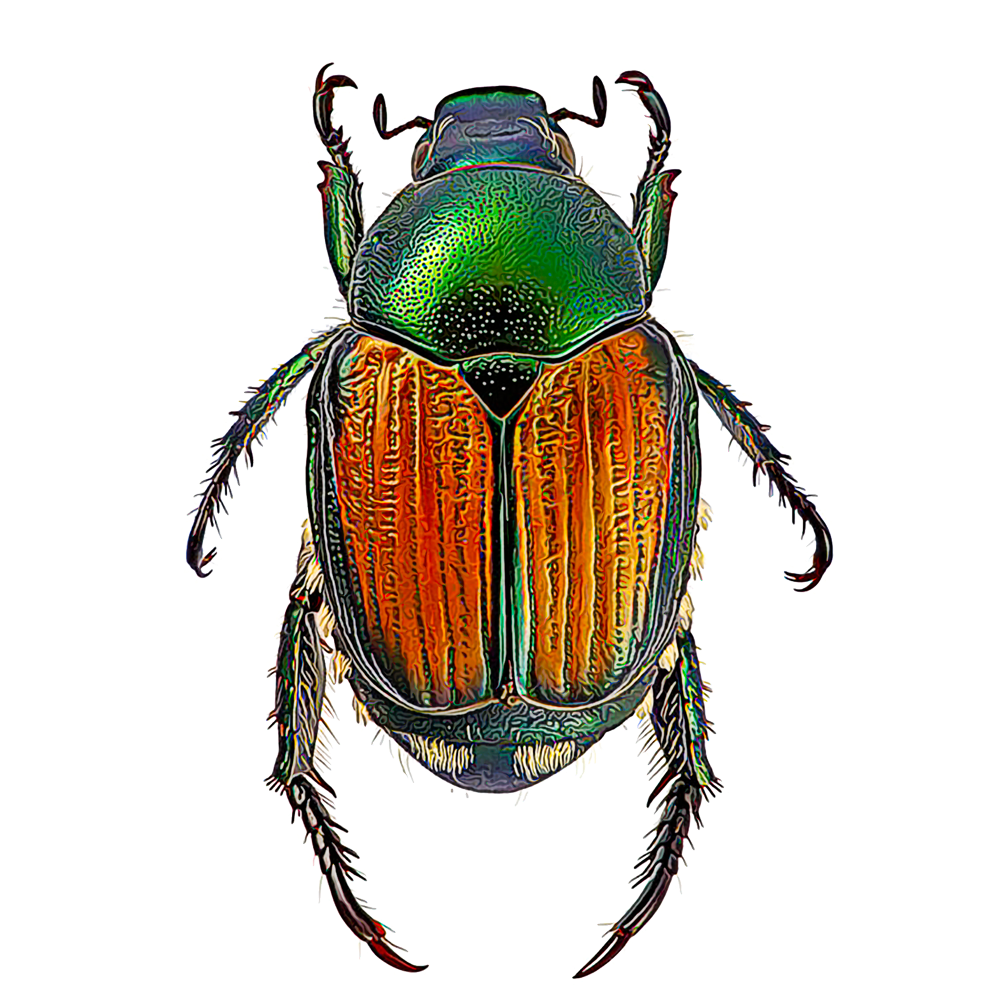 Green Beetle Download Free Image Transparent PNG Image