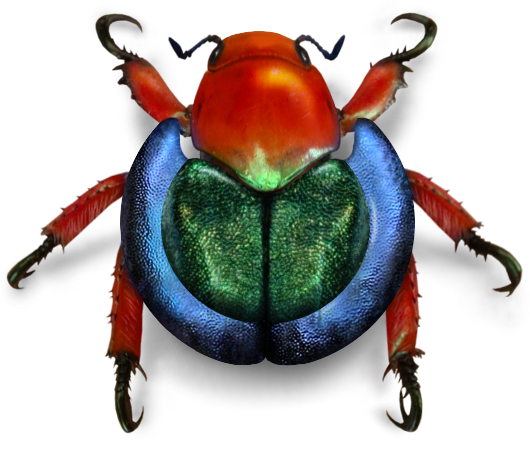 Bug Beetle Free Transparent Image HQ Transparent PNG Image